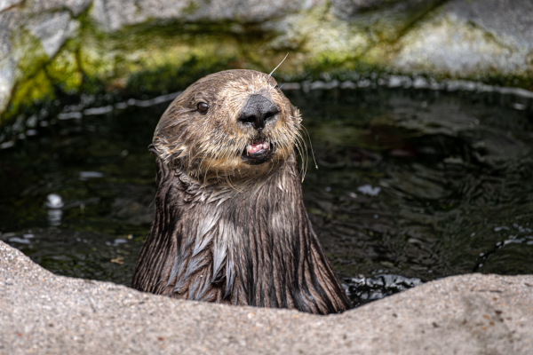 A sea otter poking its head out of the water with a surprised look on its face