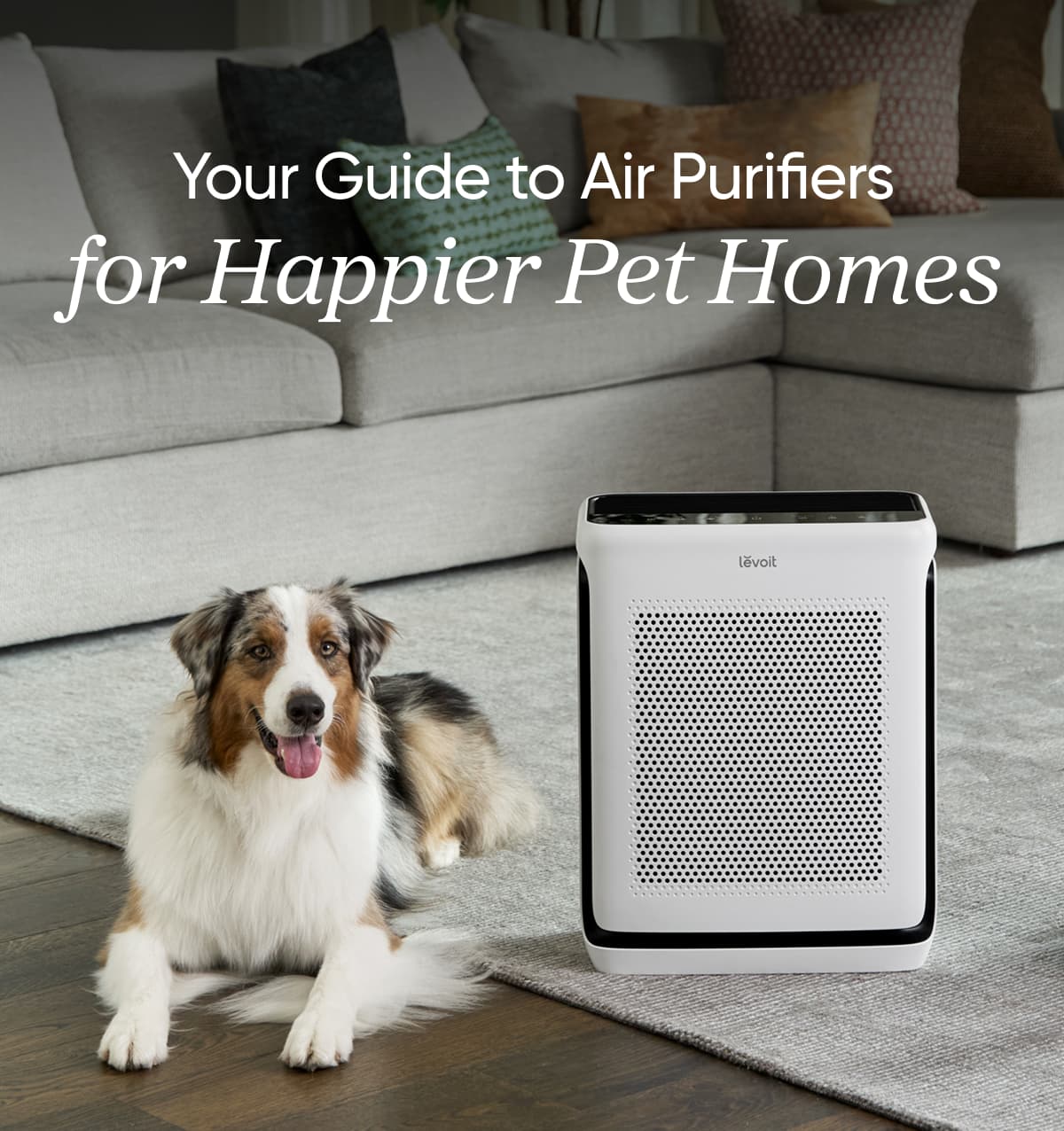 Your guide to air purifiers for happier pet homes