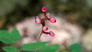 Baneberry