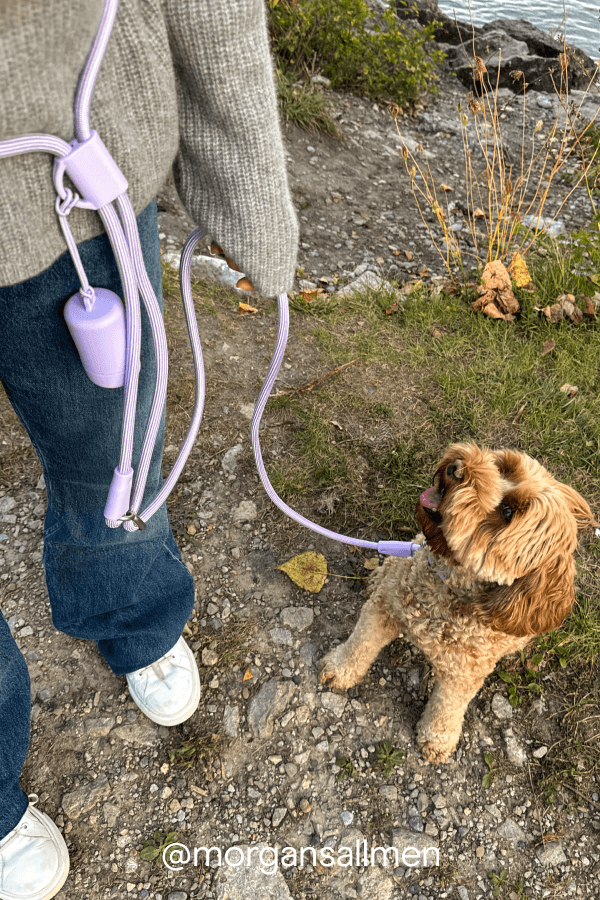 rope leash in lilac with dog 