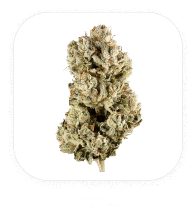 GG4