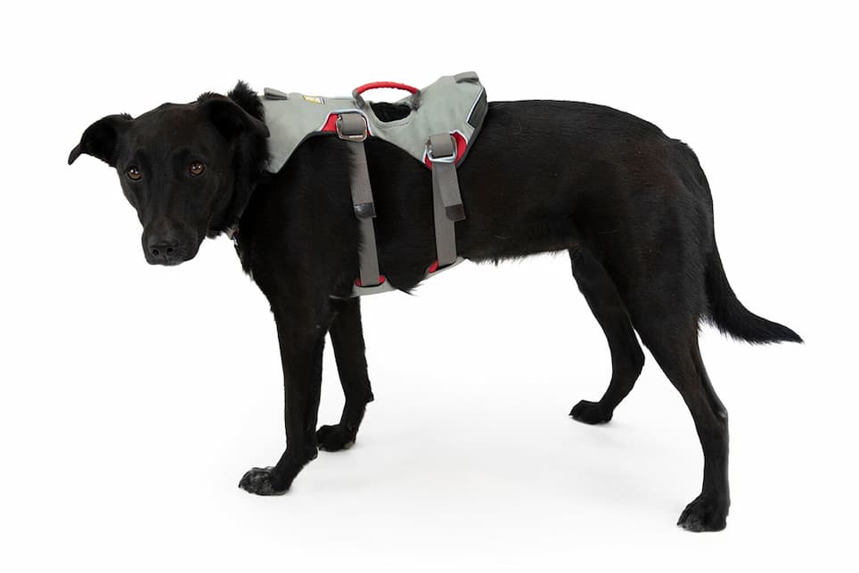 A dog wears the Doubleback™ Full Body Harness