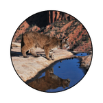 Mountain lion icon graphic - Mountain Lion Reflection © Linda Souva