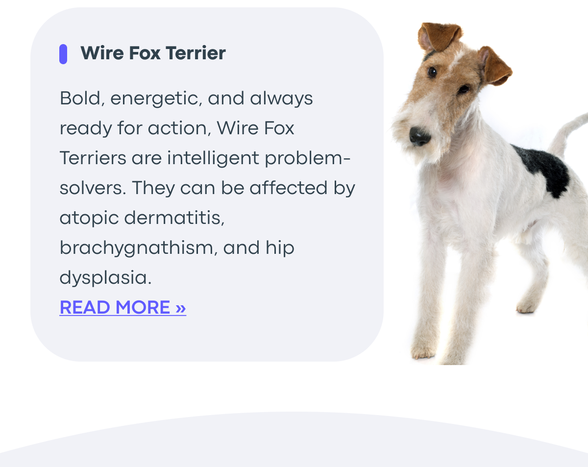 Read More - Wire Fox Terrier