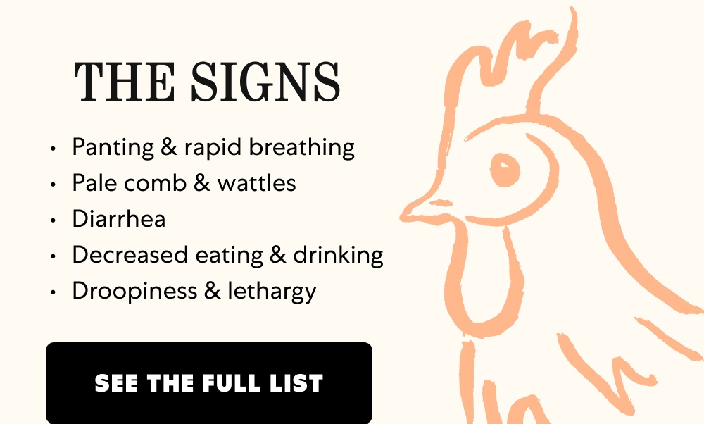 THE SIGNS Panting & rapid breathing Pale comb & wattles Diarrhea Decreased eating & drinking Droopiness & lethargy See the Full List THE PREVENTION Refreshing water Supplemental electrolytes Proper ventilation & fans Frozen treats Shade Read More on Prevention THE TREATMENT Emergency cooling area (indoors) Cool bath Electrolytes Protein-rich treats & energy-supporting fruit Get the Full Breakdown Stay One Step Ahead with Vitamins + Electrolytes Eggstra support for heat stress and seasonal changes Shop Now
