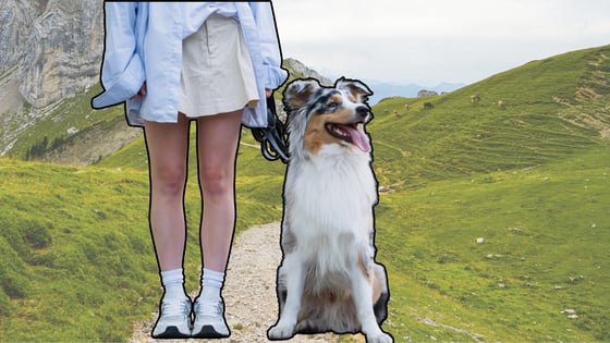 reactivedogled