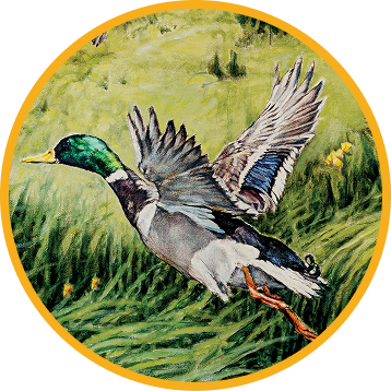 Duck