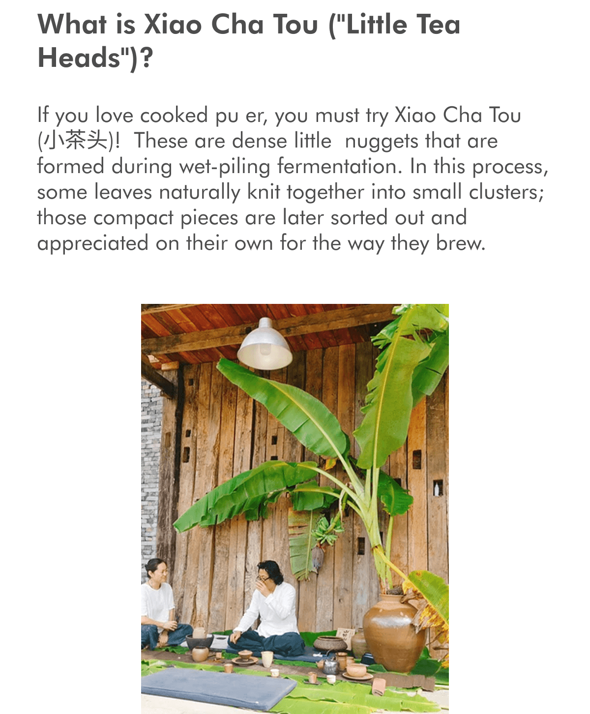 A super rich, syrupy pu er with notes of Turkish dates, red jujube and brown sugar. This tea was pressed, steamed and dried in bamboo, imparting a silky smooth nature to the leaves.  Please note that every piece of bamboo has a different diameter; empirically, we estimate that each piece may contain +/- 5% of the declared content of 300g. What is Xiao Cha Tou ("Little Tea Heads")? If you love cooked pu er, you must try Xiao Cha Tou (小茶头)!  These are dense little  nuggets that are formed during wet-piling fermentation. In this process, some leaves naturally knit together into small clusters; those compact pieces are later sorted out and appreciated on their own for the way they brew.