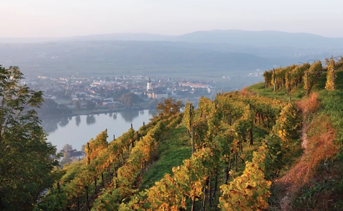 Fall Vineyard Wachau Valley Mautern