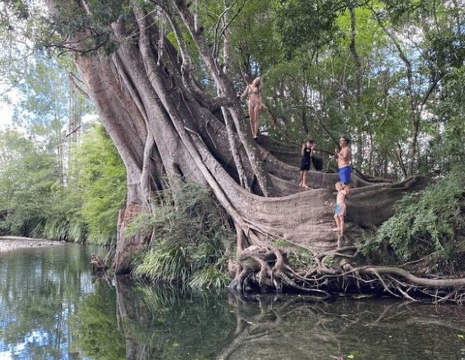 Mangroves