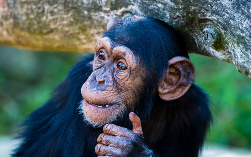 In a new study, ape species more closely related to humans, such as chimpanzees, were able to laugh faster than gorillas or orangutans.