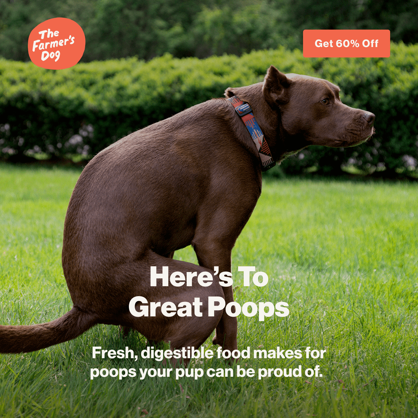 The Farmer’s Dog advertisement featuring a brown dog squatting on a green lawn. The headline reads 'Here’s To Great Poops' with the subtext 'Fresh, digestible food makes for poops your pup can be proud of.' A call-to-action button in the corner offers 'Get 60% Off.