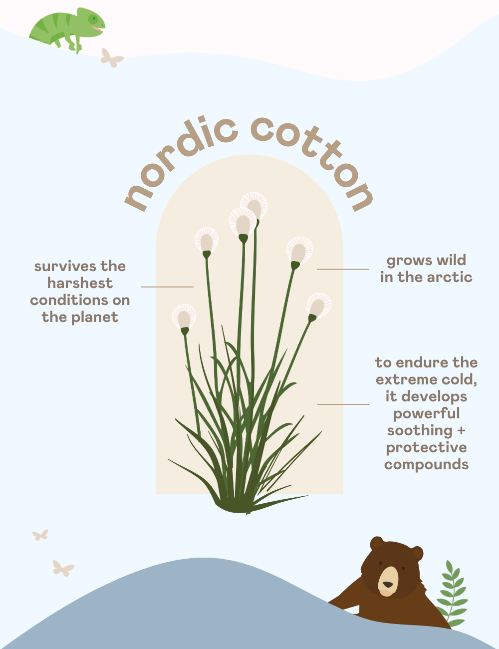 Nordic Cotton grows wild in the Arctic, and survives the harshest conditions on the planet!