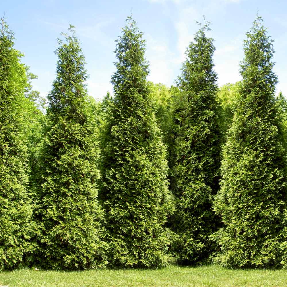 Image of Junior Giant Thuja Tree