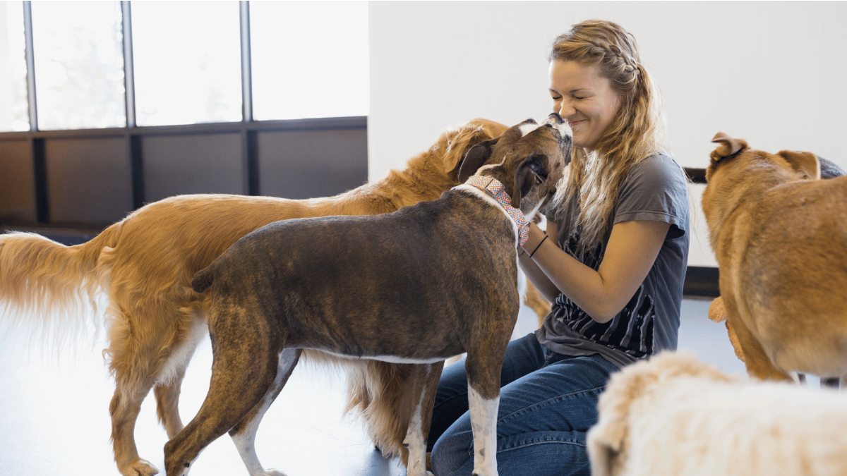https://www.mypetcarnivore.com/