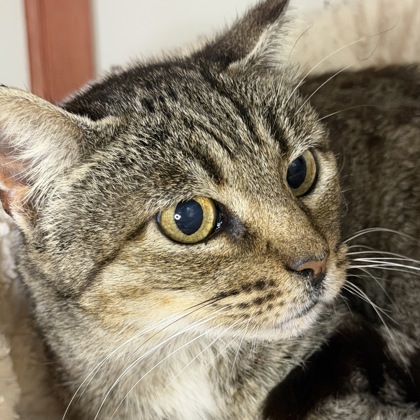 Elio