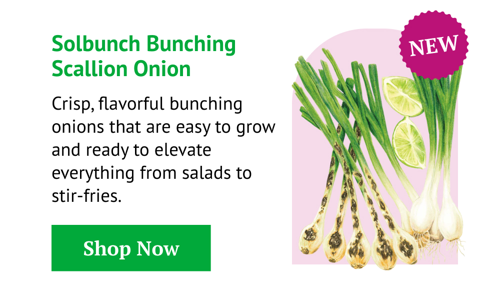 Solbunch Bunching/Scallion Onion Seeds
