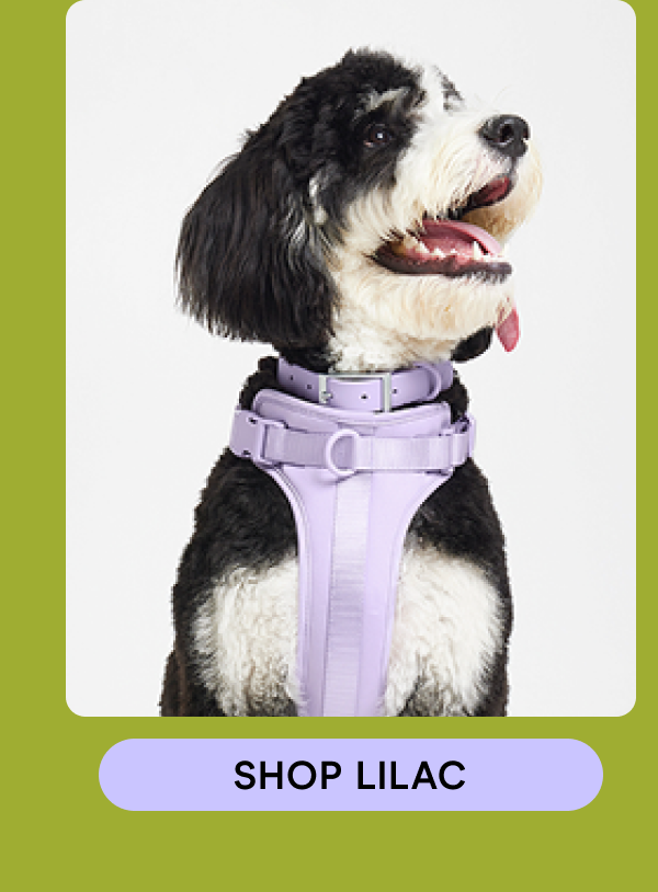 shop lilac