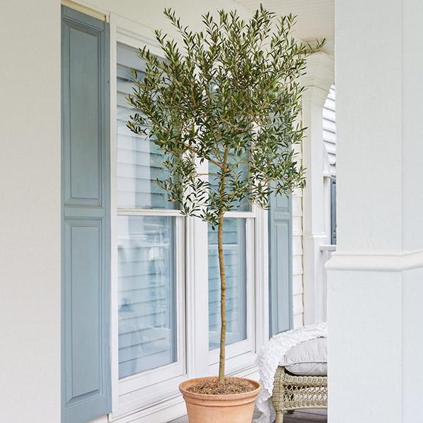 Image of Arbequina Olive Tree