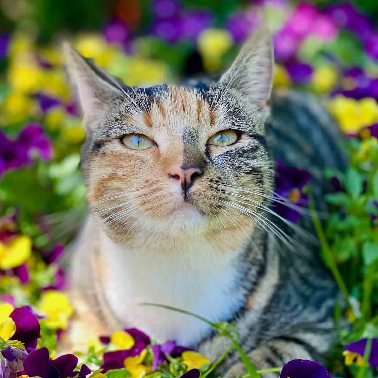 A pet enjoying the sunshine