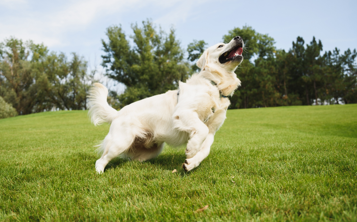 A dog running fast