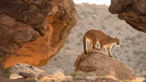 Mountain Lion
