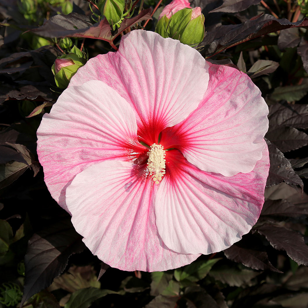 Image of 'Starry Starry Night' Hibiscus