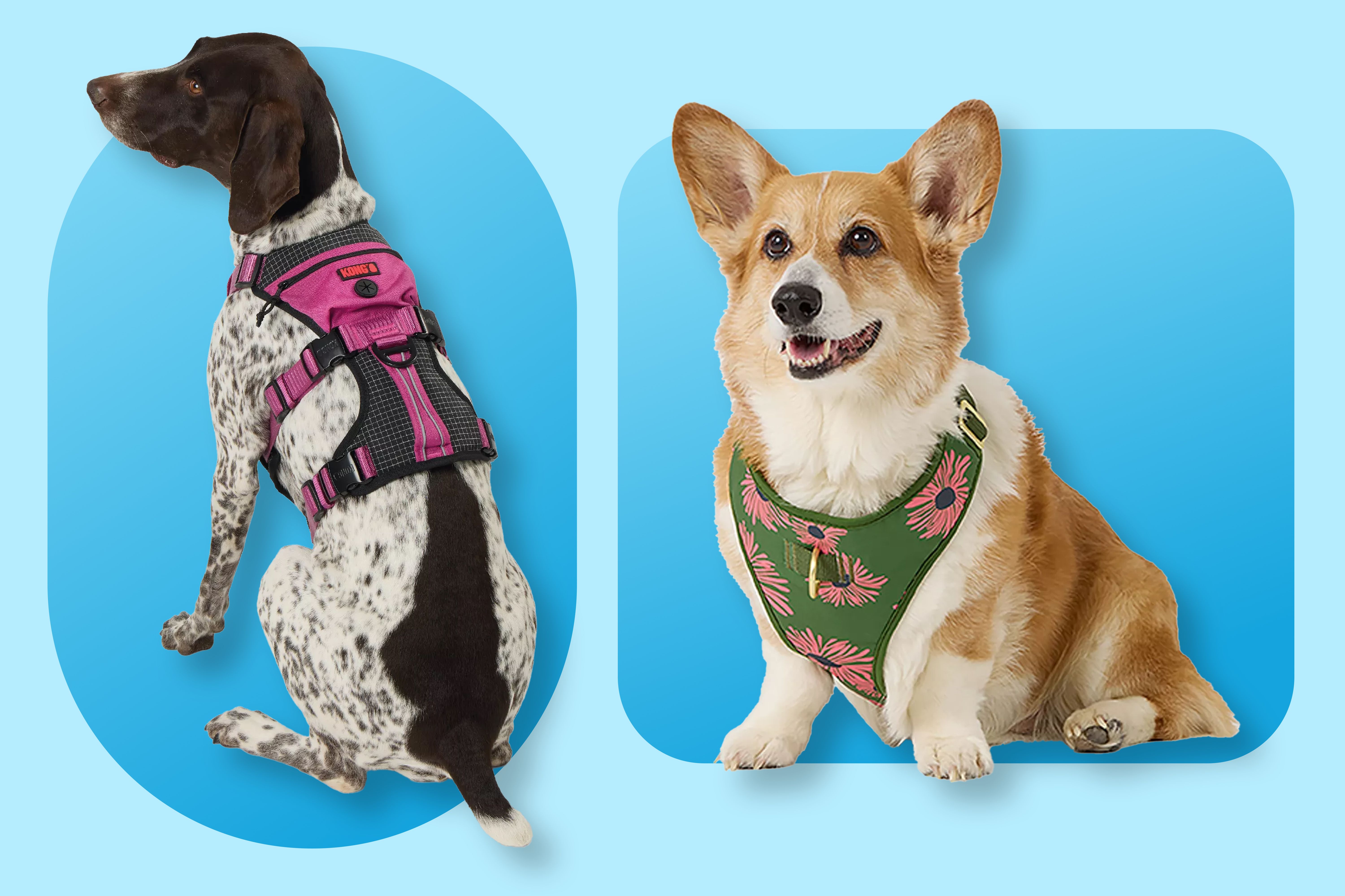 Ready for Fall Walks? Make Sure Your Dog Is, Too — with a New Collar and Harness