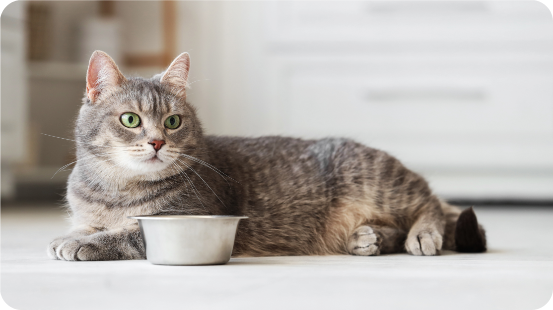 A cat next to a food dish