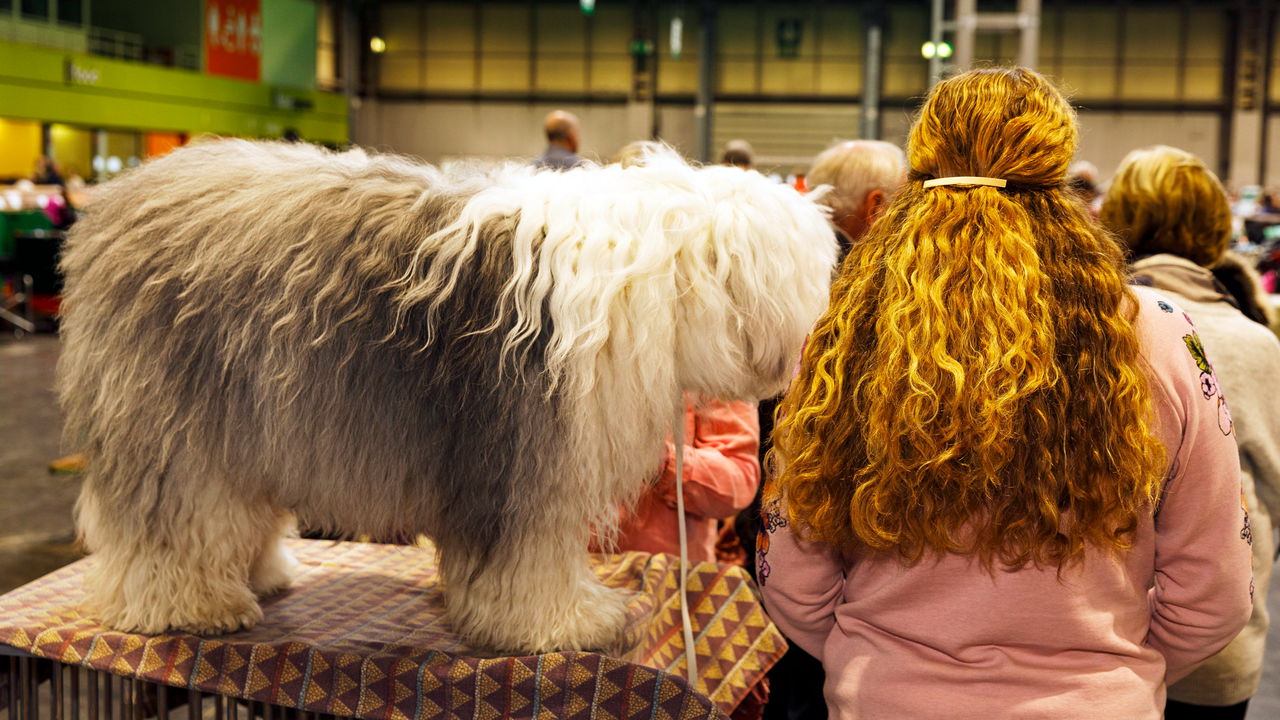 Woman and her dog at Crufts dog show. 