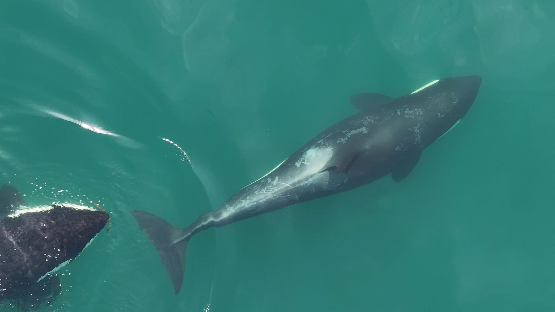 Orcas