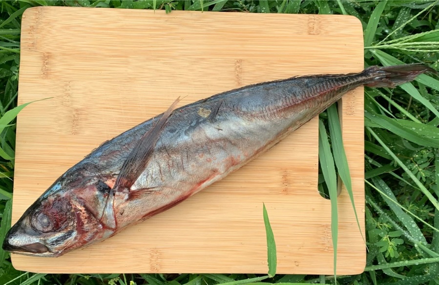 whole mackerel is 30% off