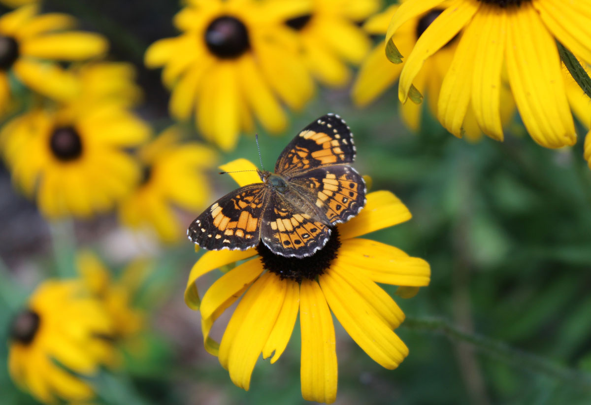 Butterfly on black-eyed susan