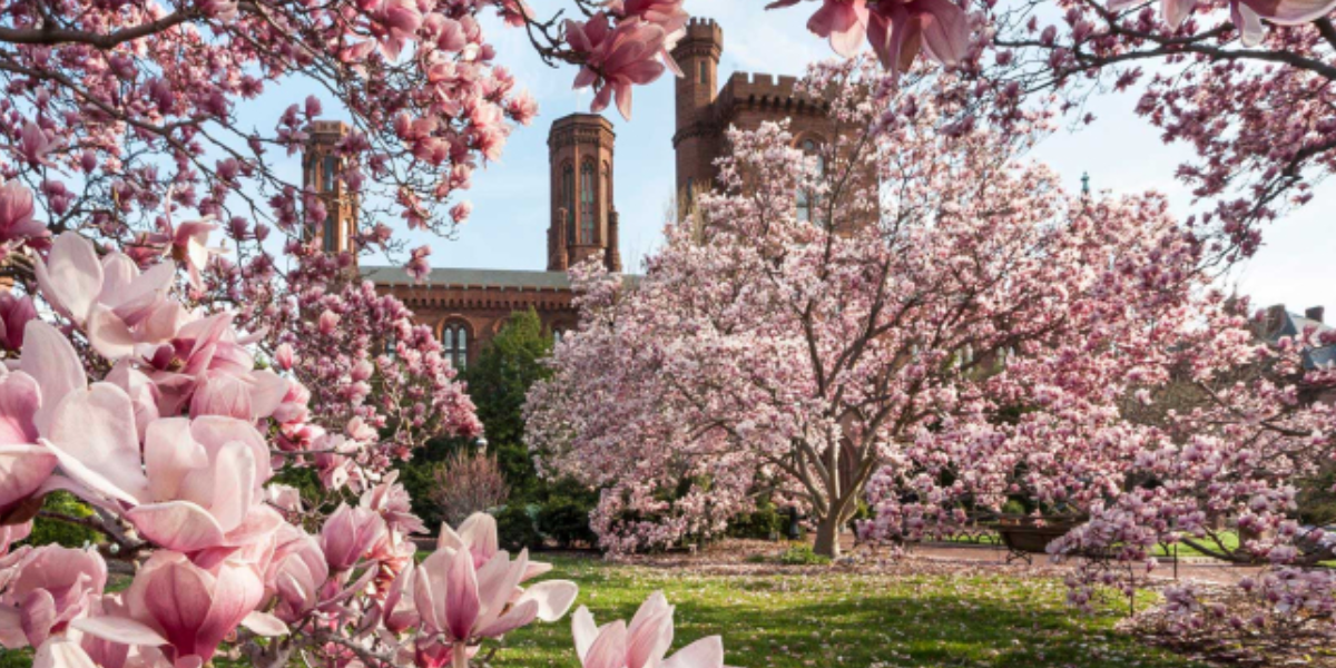 Magnolia Trees Blooming outside the Smithsonian Castle