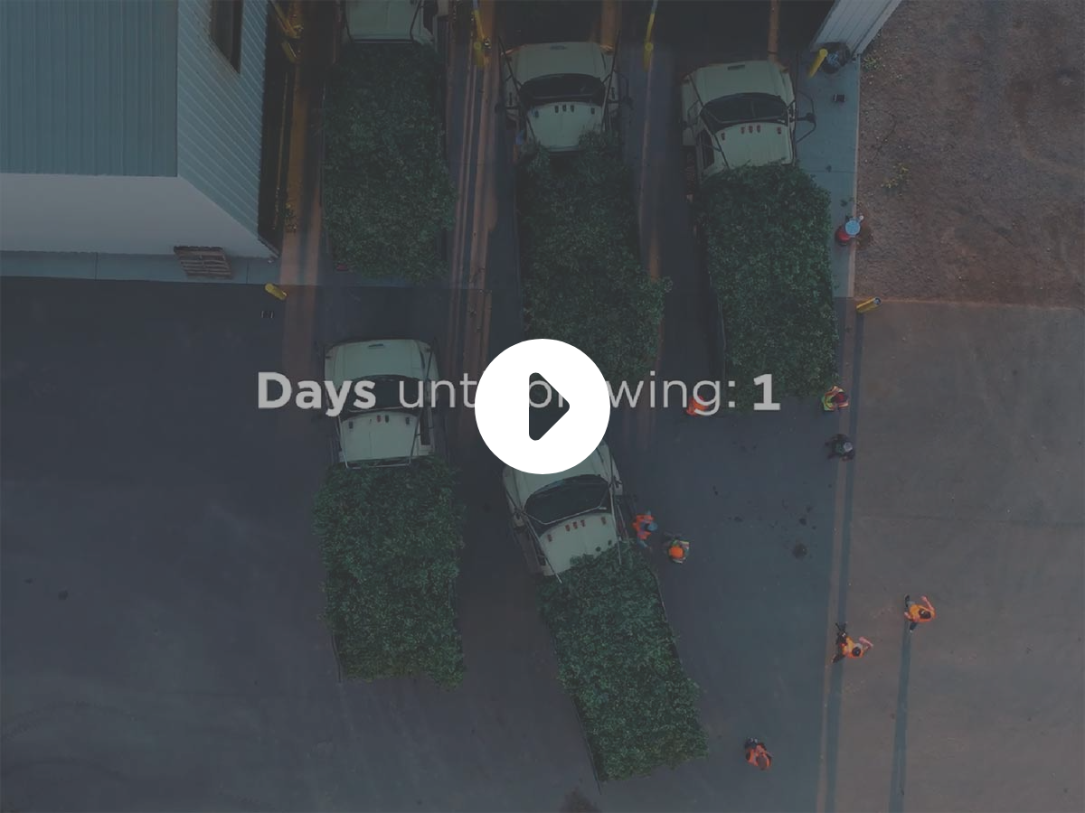 A trailer for the mini-doc about Sierra Nevada Brewing Co. choosing the fresh hops for the 2025 release of Celebration IPA