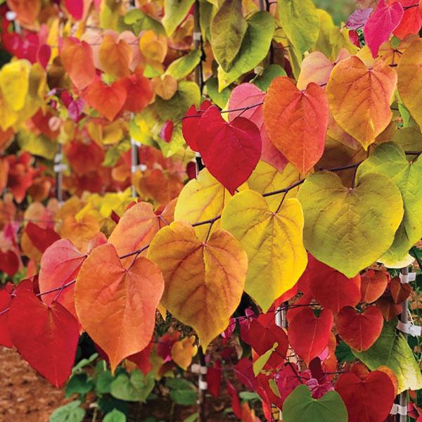 Image of Bloomables® Flame Thrower® Redbud Tree