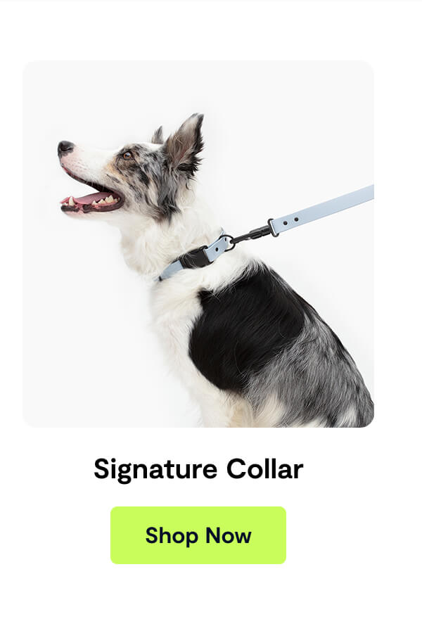 Signature Collar