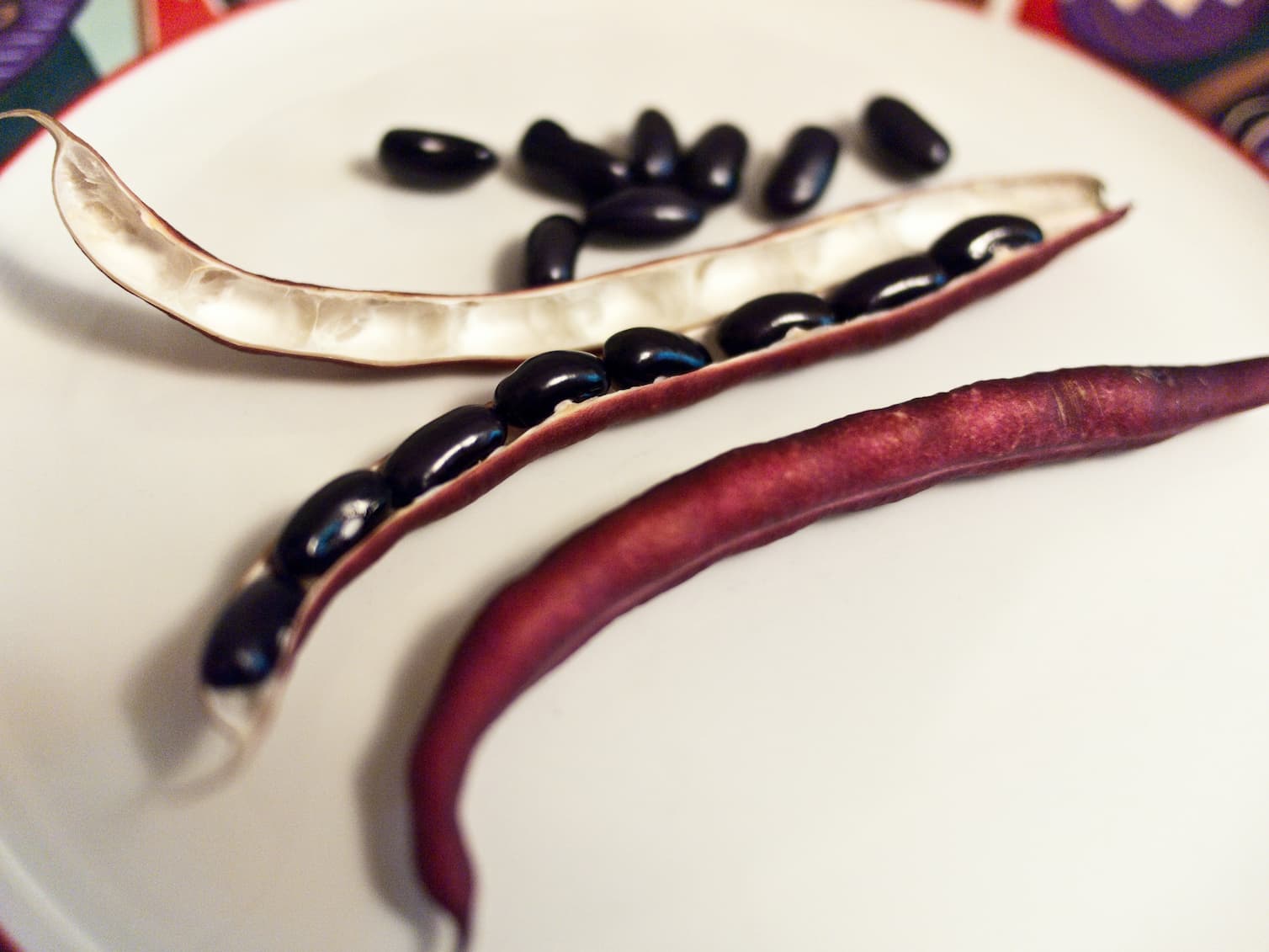 Cherokee black beans 