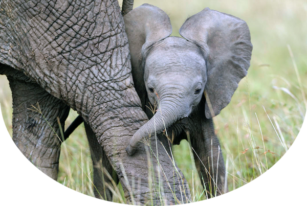 herd of elephants roaming