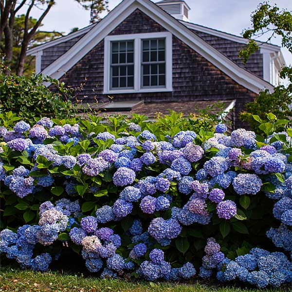 Image of Endless Summer® The Original Reblooming Hydrangea