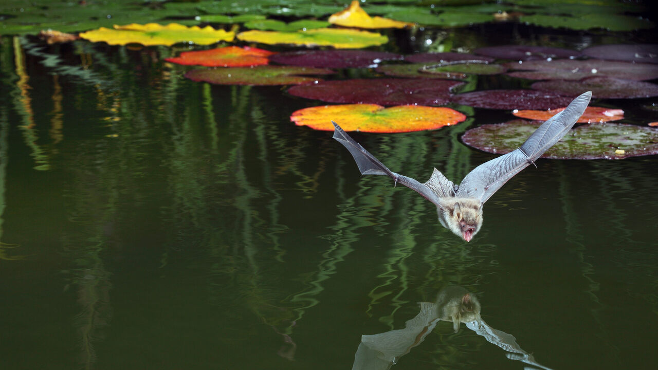 Natterer's bat (Myotis nattereri) about to drink from the surface of a lily pond, Surrey, UK