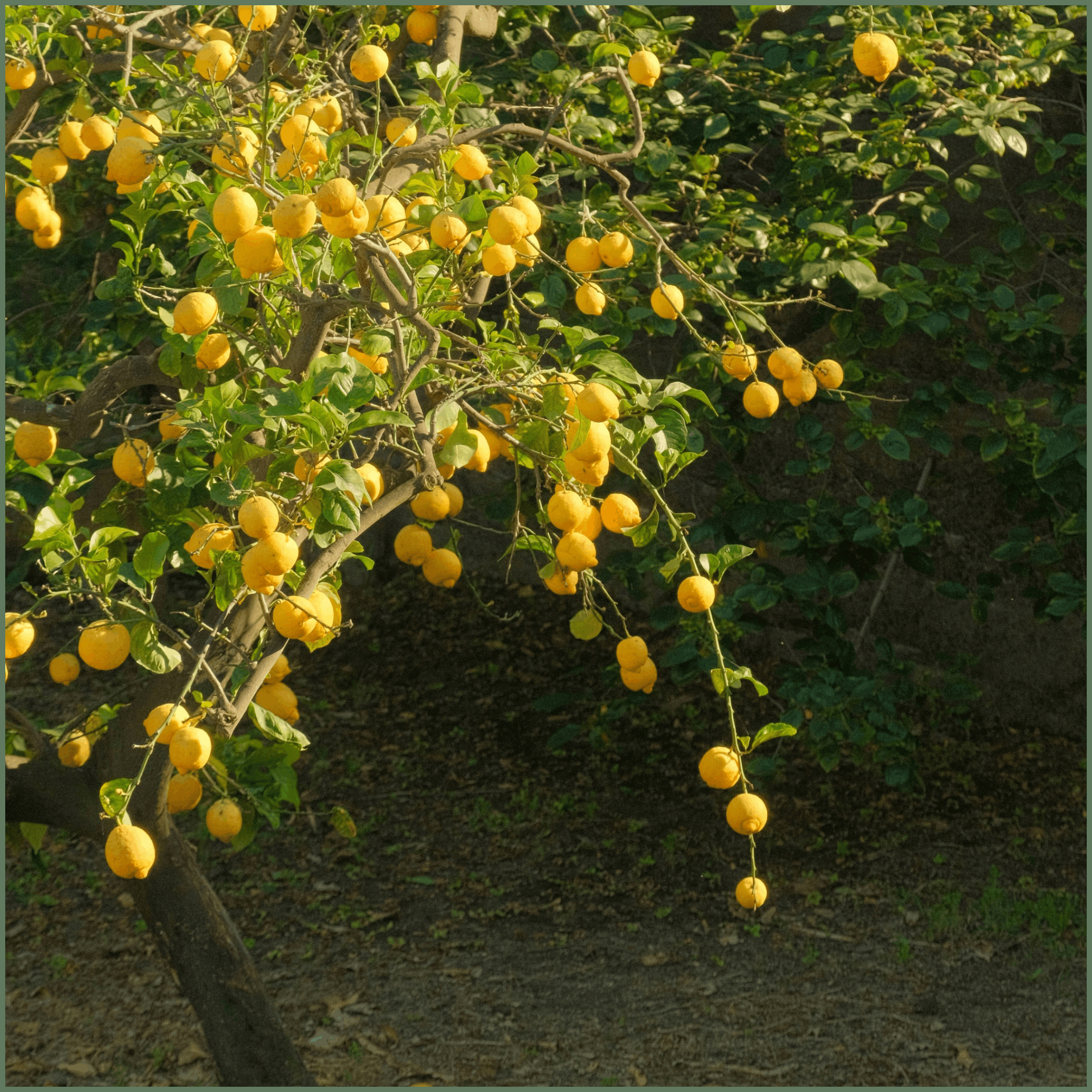 Lemon Tree