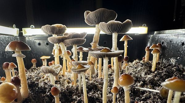Psilocybin mushrooms stand ready for harvest in a humidified fruiting chamber