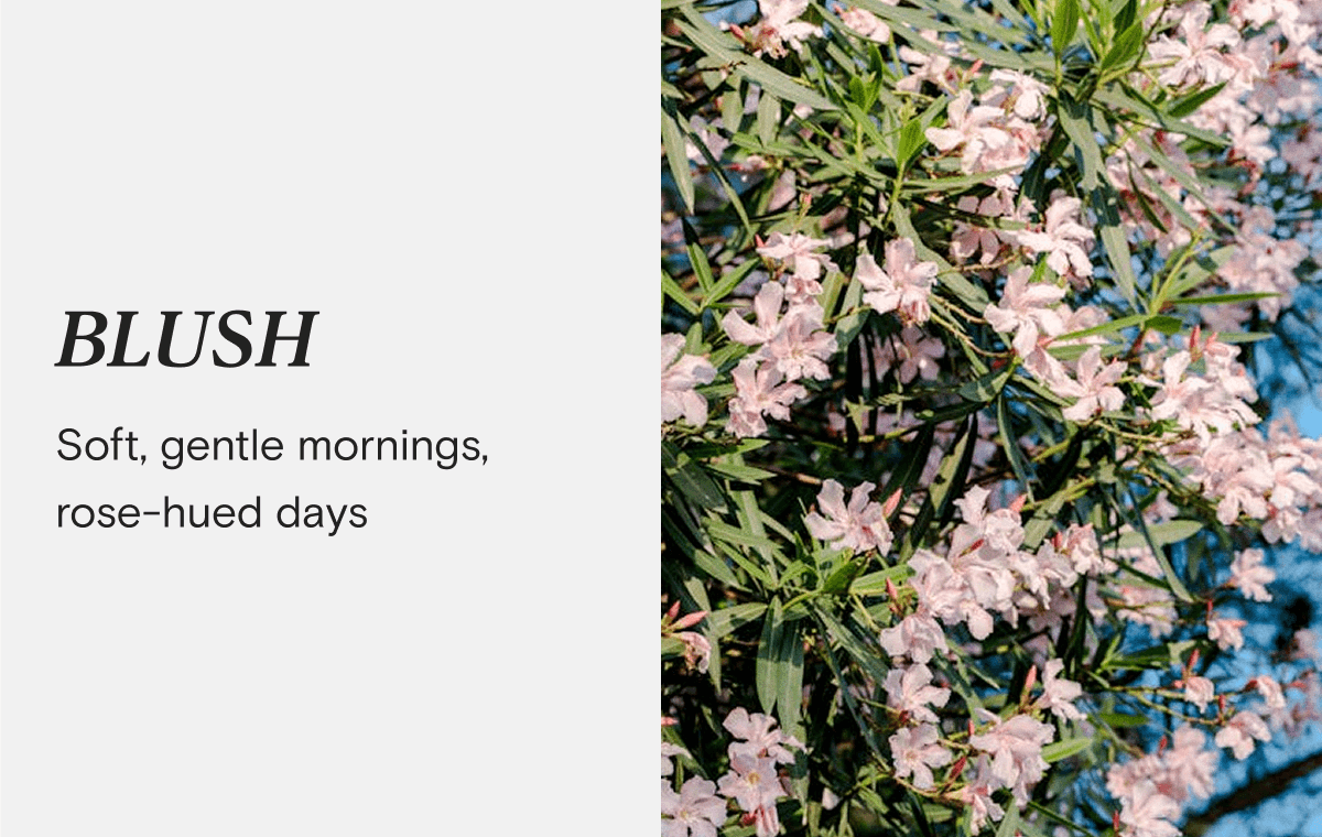 BLUSH - Soft, gentle mornings, rose-hued days