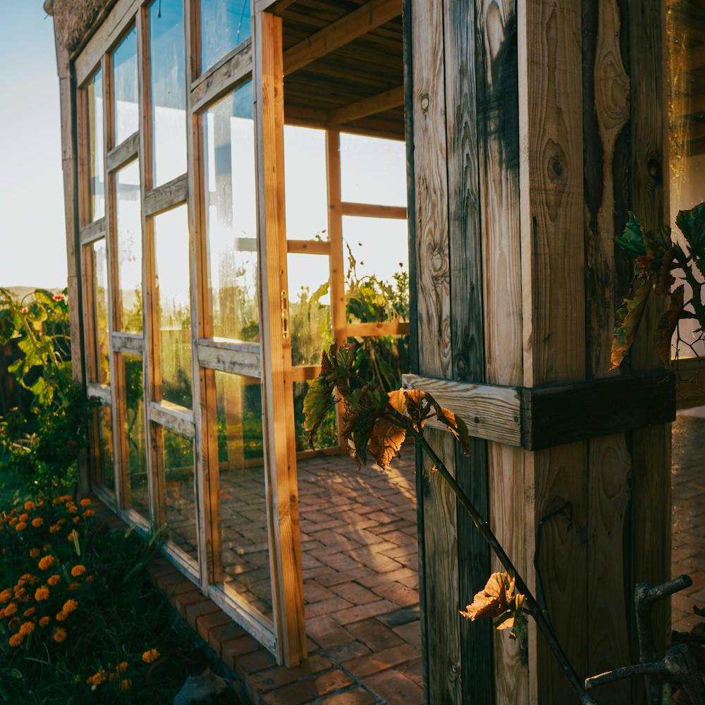 A wood and glass greenhouse in a field of sunflowers with the sun streaming in. 