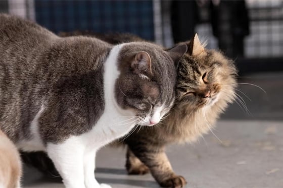 Kenneth the cat snuggles with a friend