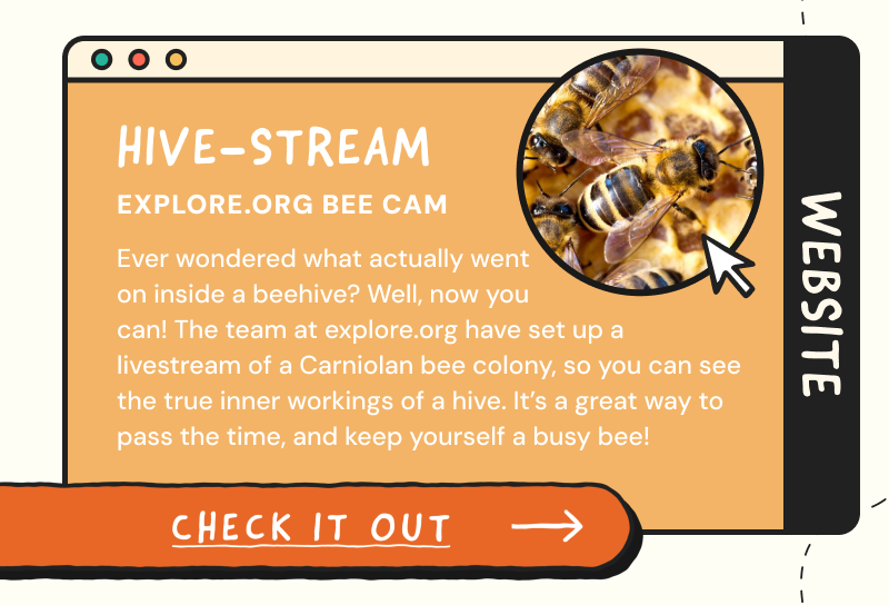 Hive-stream bee cam