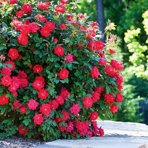 Image of Double Knock Out® Rose Shrub