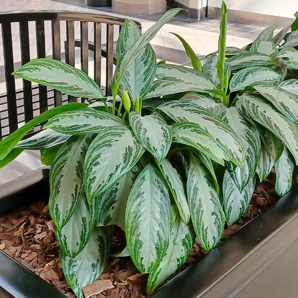 Image of Green Chinese Evergreen Plant
