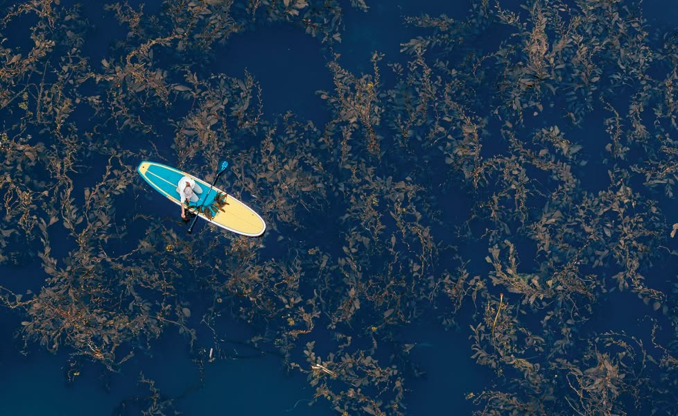 An overhead photo of a person kneeling on a stand-up paddle board floating above a kelp forest.